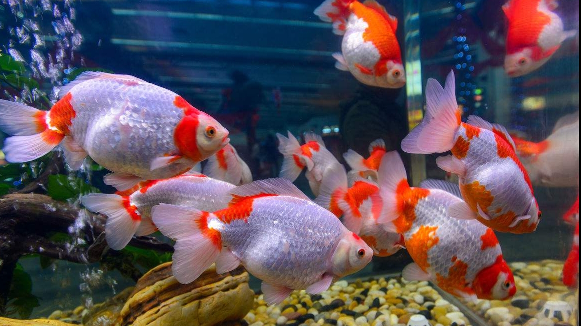 辦公室養(yǎng)魚的風(fēng)水知識你知道嗎？