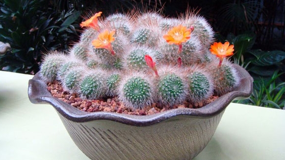 辦公室裝修風(fēng)水植物有哪些可以選？